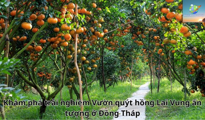 Khám phá trải nghiệm Vườn quýt hồng Lai Vung ấn tượng ở Đồng Tháp